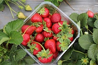 Роспотребнадзор напоминает, как правильно выбрать вкусную клубнику